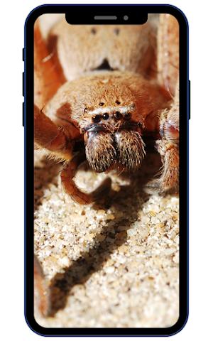 Spider Wallpapers Screenshot 1