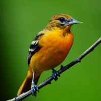 Oriole Bird Sounds