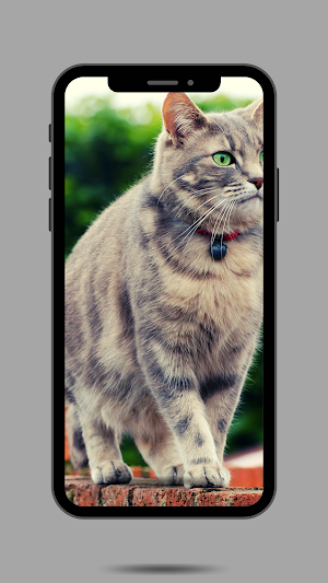 Cat Ringtone Screenshot 1
