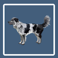 Canine Conditioning