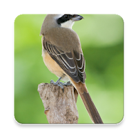 Philippine bird Sound Collections ~ Sclip.app