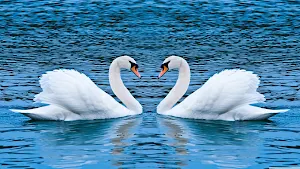 Mute Swan Wallpapers Screenshot 1