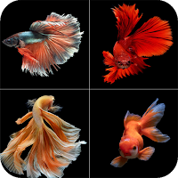 Betta Fish Wallpaper
