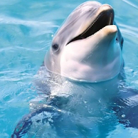 Soothing Dolphin Sounds for Stress Relief