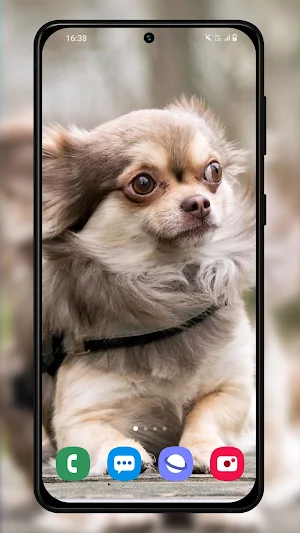 Chihuahuas dog wallpapers Screenshot 3