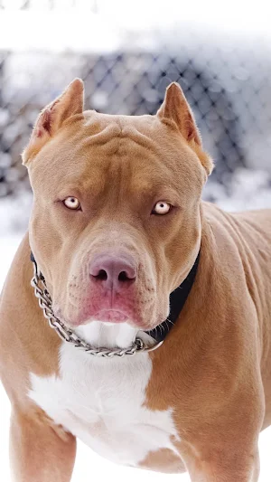 Dogs HD Wallpaper (offline) Screenshot 2