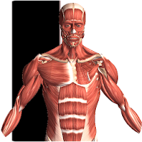 Visual Anatomy 2