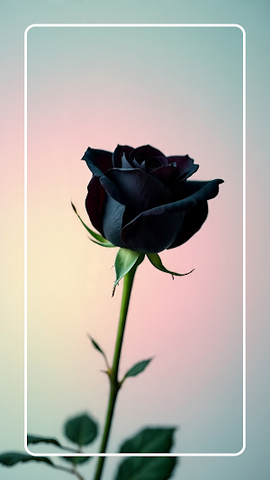 Black Rose Wallpaper Screenshot 1
