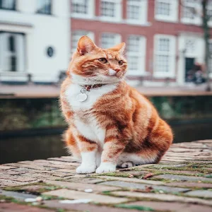 Cat Wallpapers Screenshot 1
