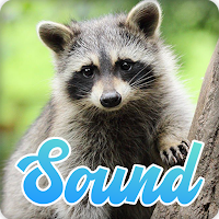 Raccoon Sounds Effect