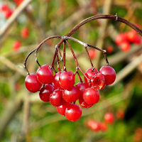 Viburnum Wallpapers