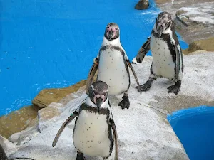 Penguin wallpapers Screenshot 0
