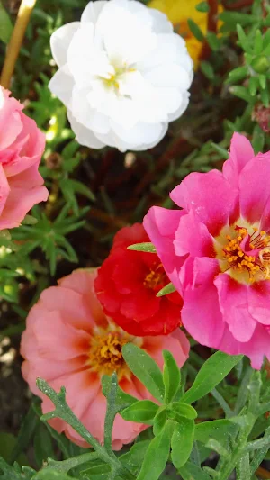 Portulaca Wallpaper Screenshot 1