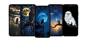 Night Owl Wallpapers HD Screenshot 0