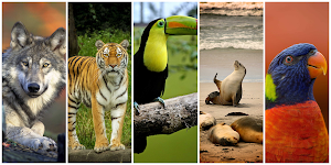 Animals Wallpaper HD Screenshot 2