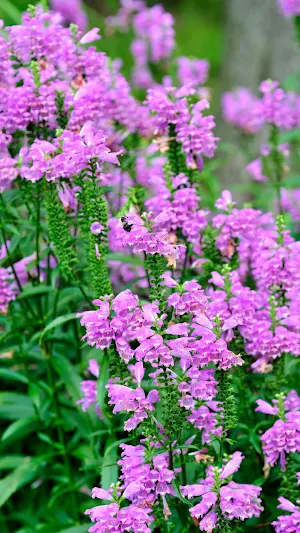 Obedient Plant Wallpaper Screenshot 2