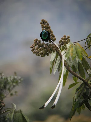 Astrapia Bird Wallpapers Screenshot 0