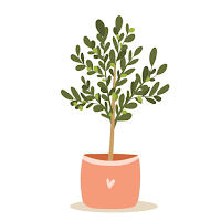 How to Grow Olive Trees