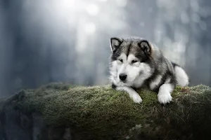 Alaskan Malamute Wallpaper HD Screenshot 2