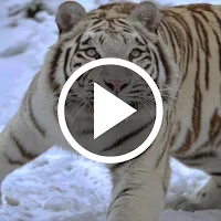 Tiger Video Wallpaper