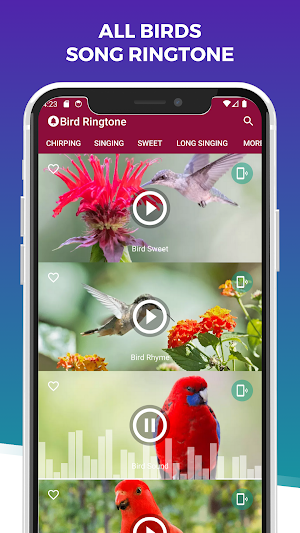 Bird Ringtones: Bird Sound Screenshot 3
