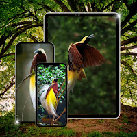 Burung Cendrawasih Wallpaper