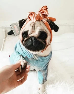 Pug Dog Wallpapers Screenshot 3
