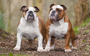 Bulldog Wallpapers Screenshot 0