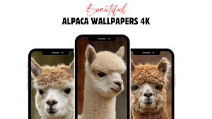 Alpaca Wallpaper HD Screenshot 0