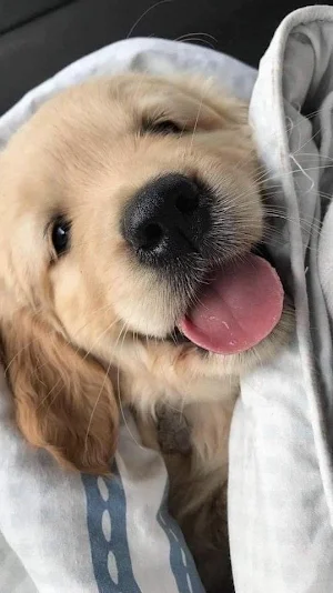 Wallpapers of Cute Dogs Screenshot 1