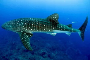 Shark wallpapers Screenshot 0