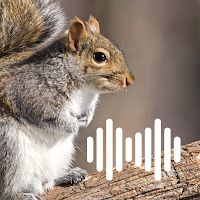 Squirrel Hunting Calls