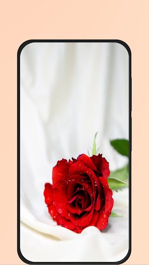 red rose pic Screenshot 0
