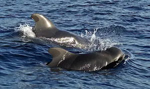 Whale wallpapers Screenshot 0