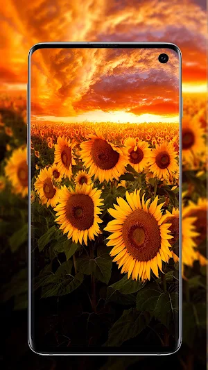 Sunflower Wallpaper Screenshot 1