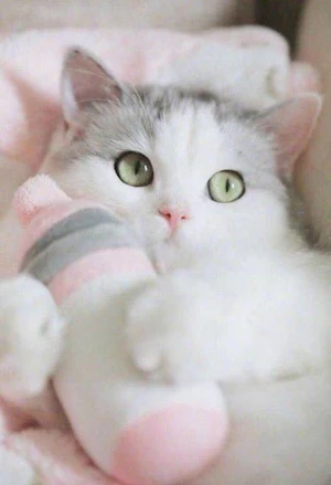 Cute Kittens Screenshot 3