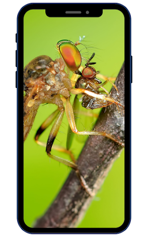 Insect Wallpapers Screenshot 1