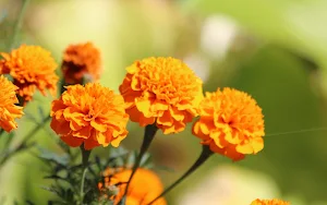 Marigold Flower Wallpapers Screenshot 0
