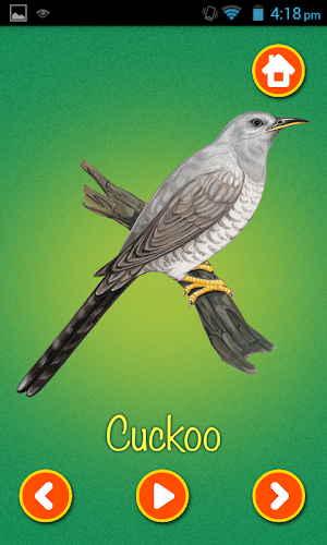 Learn Birds Name - Birds Picture & Sound Screenshot 2