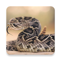 Rattlesnake Sound Collections 