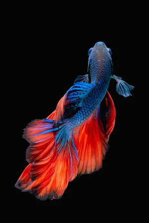 Betta Fish Video Wallpapers Screenshot 3