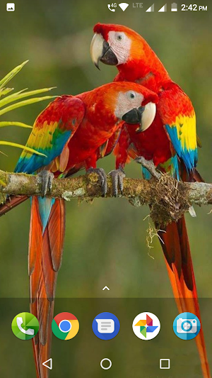 Macaw Wallpaper Screenshot 2