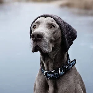Weimaraner Dog Wallpapers Screenshot 0