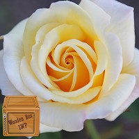 white roses wallpaper
