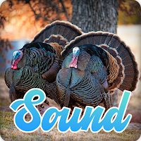 Wild Turkey Sounds Effect
