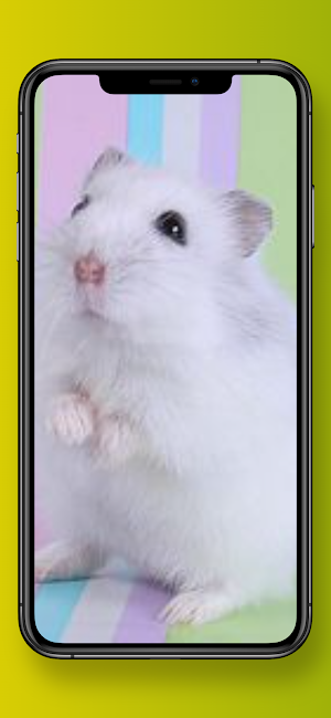 Cute Hamster Wallpapers Screenshot 2