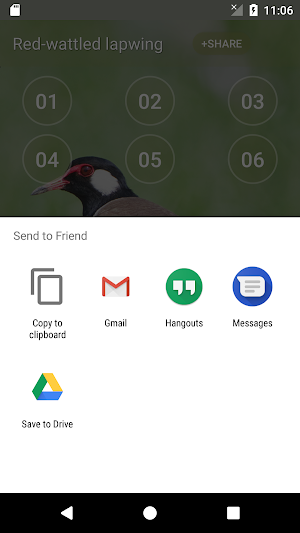 Red-wattled lapwing Bird Sounds Screenshot 3