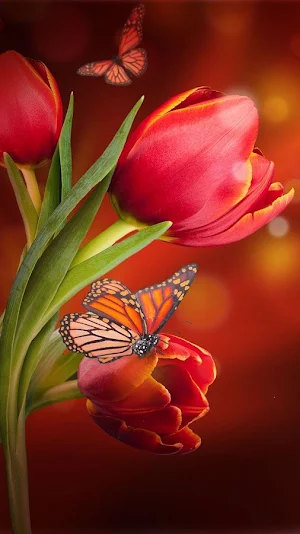 Beautiful Flowers Wallpaper HD Screenshot 2