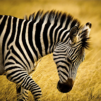 Zebra Sounds