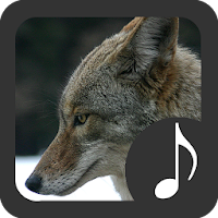 Coyote Sounds